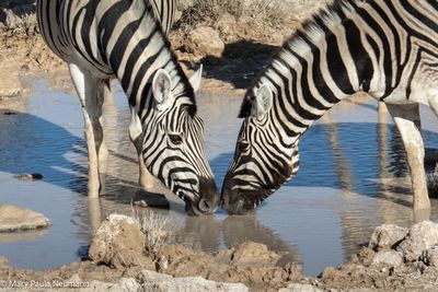 zebras