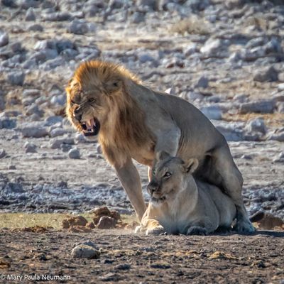mating lions