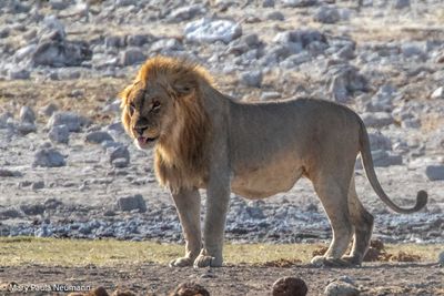 male lion