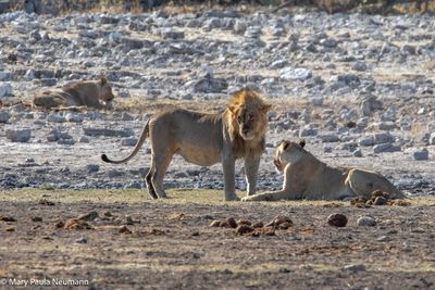 male and female lions