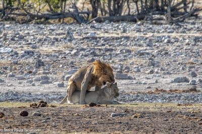 mating lions