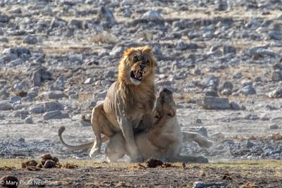 mating lions