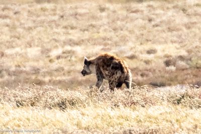 spotted hyena