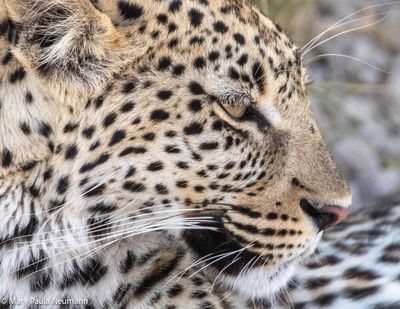 leopard
