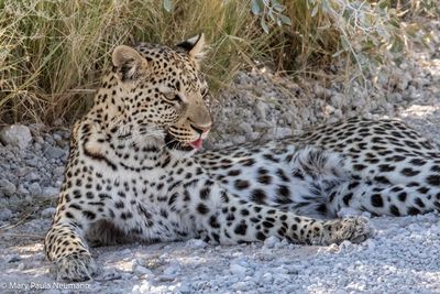 leopard