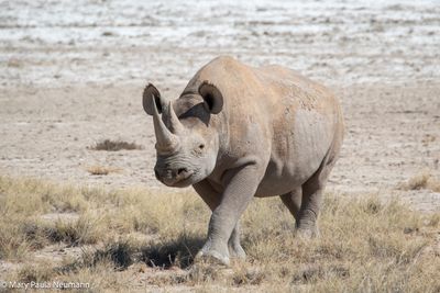 black rhino