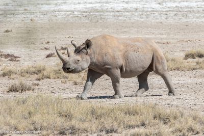 black rhino