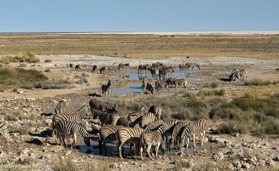zebras