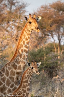 giraffes