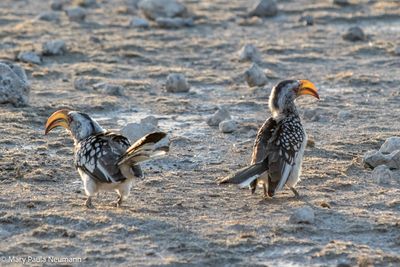 hornbills