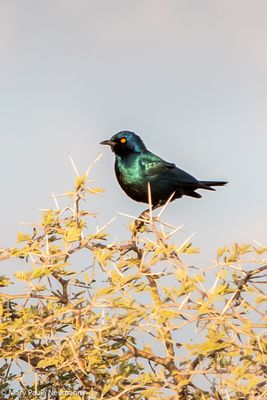 starling