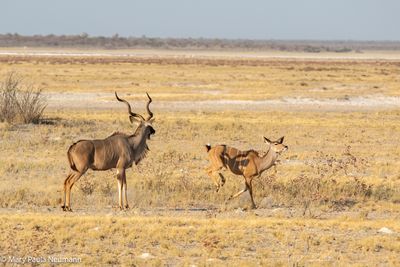 kudus