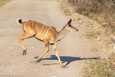 female kudu