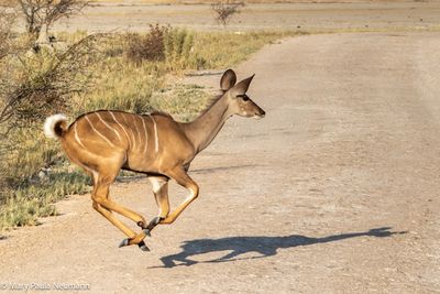 female kudu