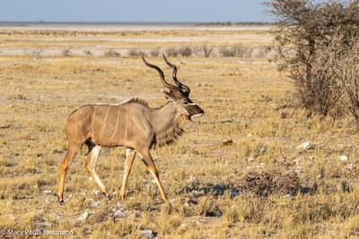 male kudu