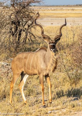 male kudu