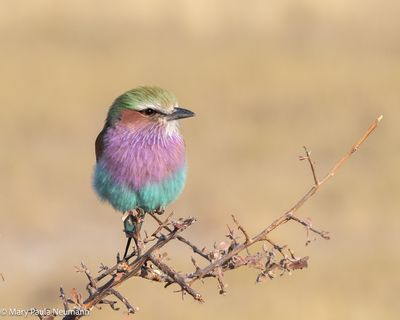 lilac breasted roller