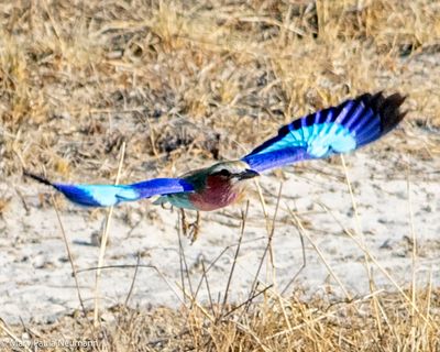 lilac breasted roller