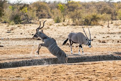 kudu and oryx