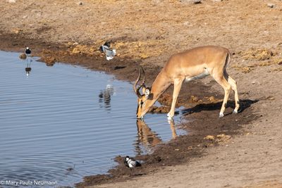 impala
