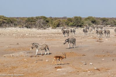 Zebras