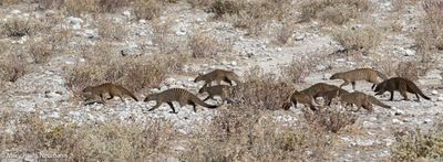 mongoose