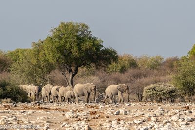 elephant herd coming to water hole