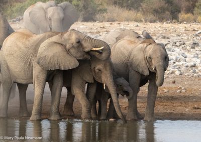elephants