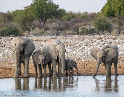 elephants
