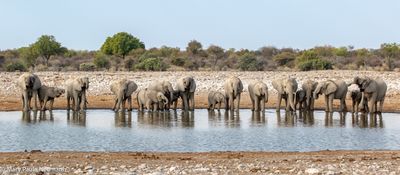 elephants
