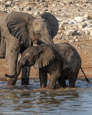 elephants