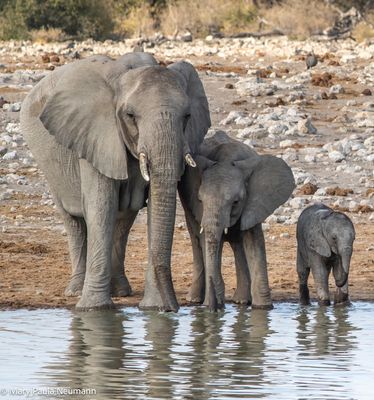 elephants