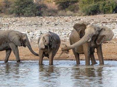 elephants spraying each other