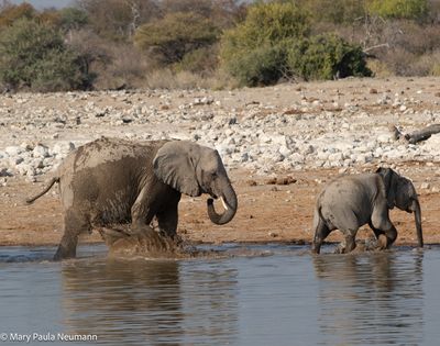 elephants