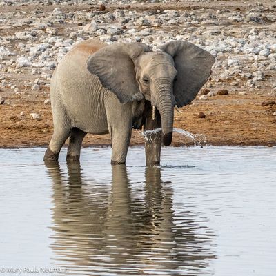 elephant