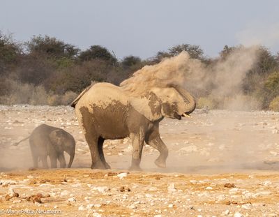 elephants spraying themselves with dirt