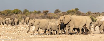 one elephant herd leaving, another herd coming to water hole