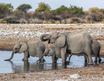 elephants