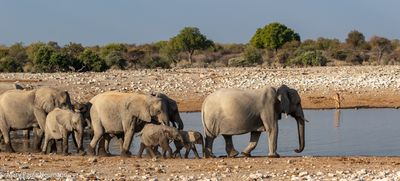elephants