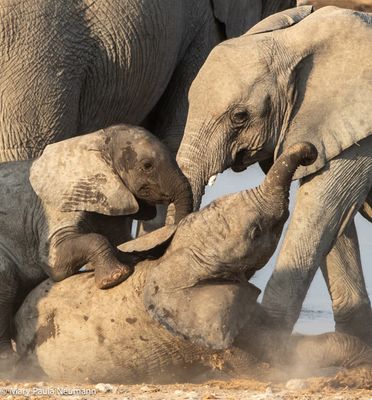 young elephants tussling
