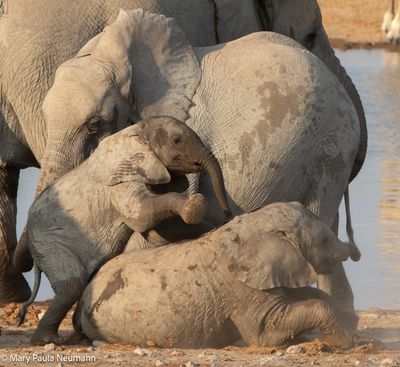 young elephants tussling