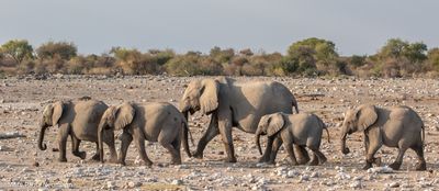 another elephant herd