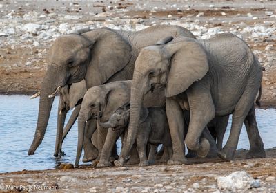 elephants