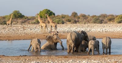 elephants at watering hole