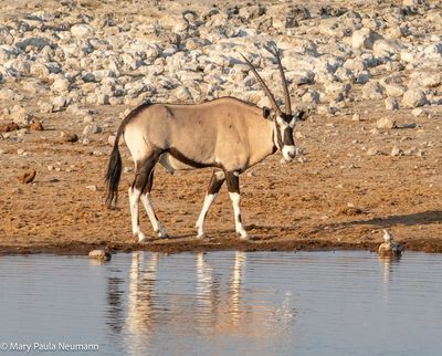 oryx