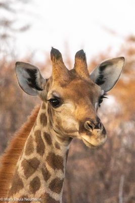 young giraffe
