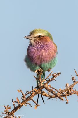 lilac breasted roller