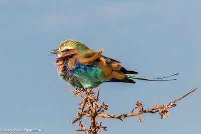 lilac breasted roller
