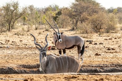 kudu and oryx