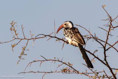 hornbill